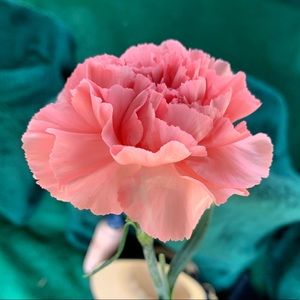 Meet your Posher, Noelle